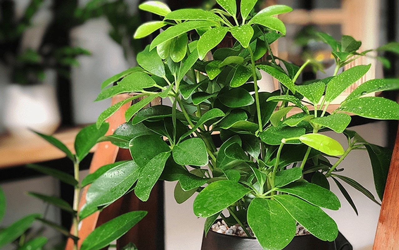 Cay canh hut loc tu phuong, tai loc do ve nuom nuop-Hinh-21