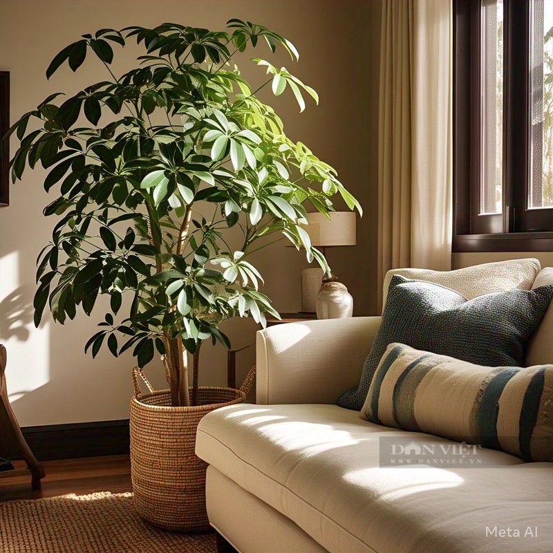 Cay canh hut loc tu phuong, tai loc do ve nuom nuop-Hinh-6