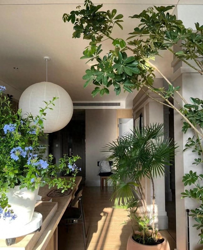 Cay canh hut loc tu phuong, tai loc do ve nuom nuop-Hinh-10