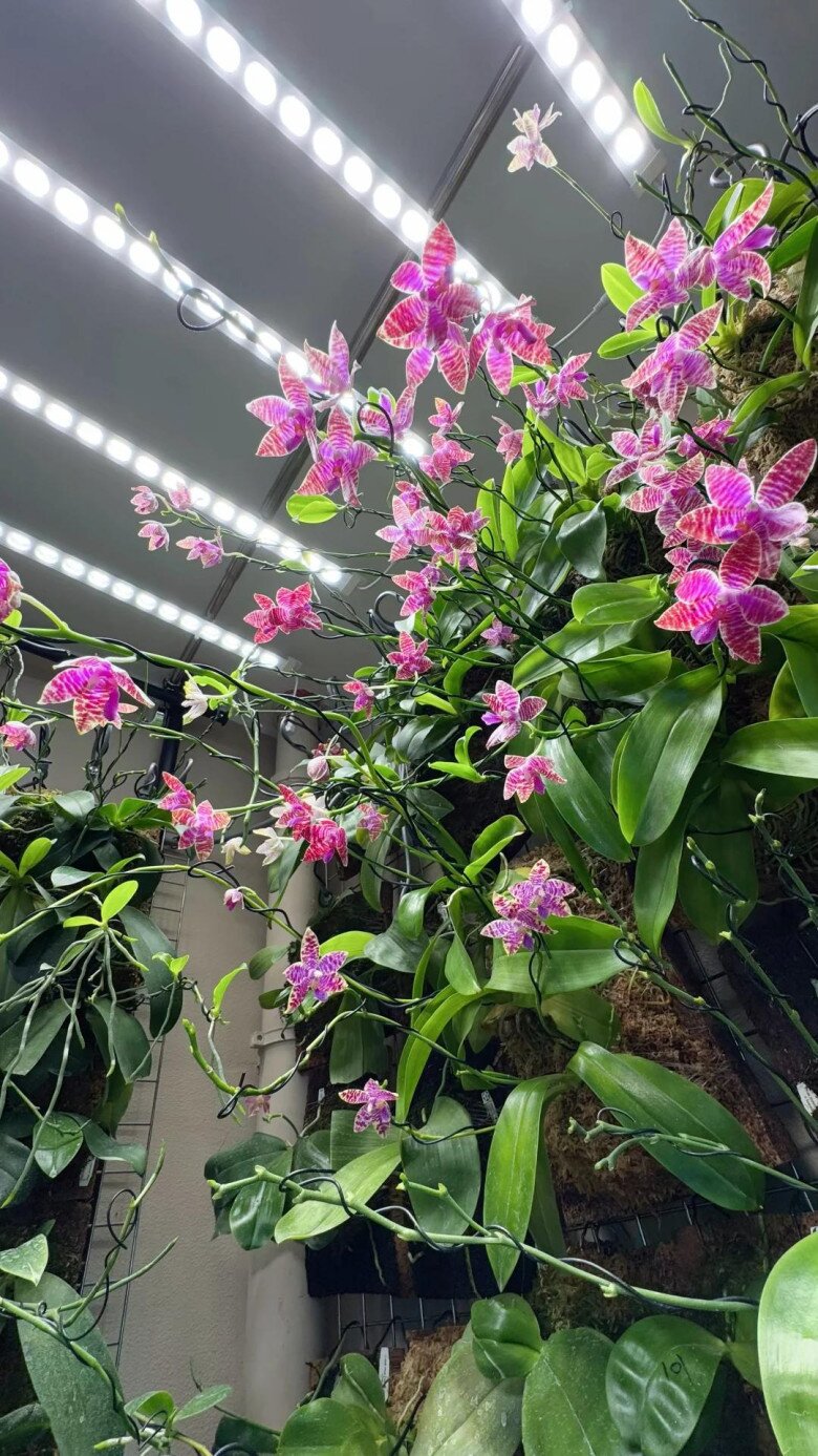 Mẹ đảm dành 3 năm trồng bức tường lan hồ điệp, 1.500 chậu hoa cùng nở tạo cảnh sắc ngoạn mục - 3