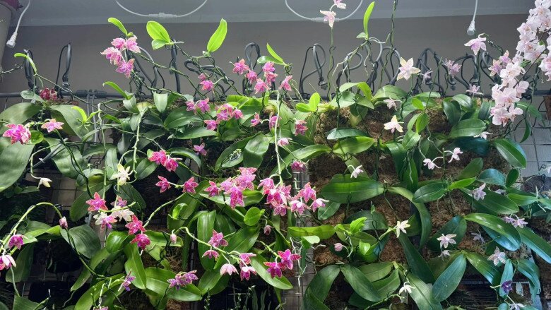 Mẹ đảm dành 3 năm trồng bức tường lan hồ điệp, 1.500 chậu hoa cùng nở tạo cảnh sắc ngoạn mục - 5
