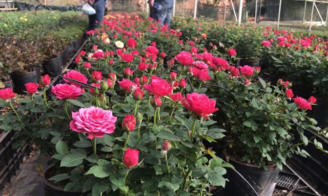 Để đạt hiệu quả tối ưu, bạn cần nắm rõ cách bón phân trùn quế cho hoa hồng đúng thời điểm và liều lượng.