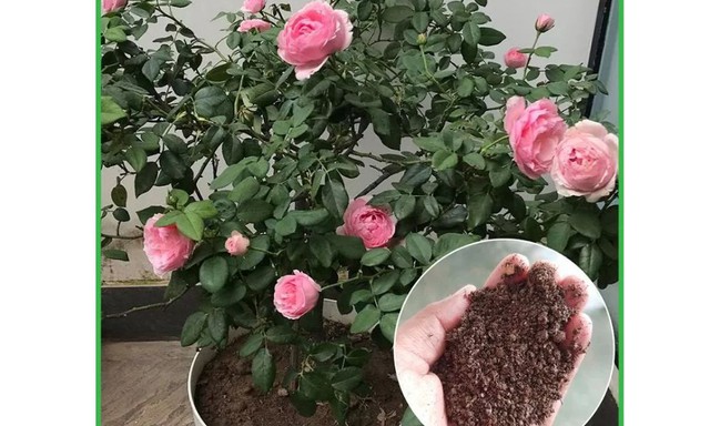 Trộn phân trùn quế viên nén với đất trồng hoa hồng với tỷ lệ 1:5.