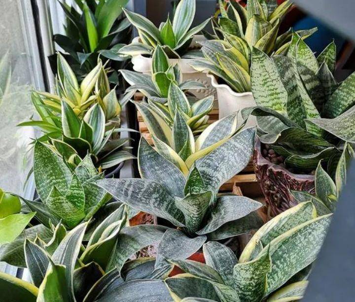 Tại sao không nên trồng cây lưỡi hổ trong nhà? Nghe người làm vườn phân tích, tôi mới biết mình đã sai - 2
