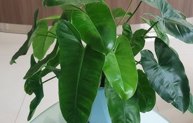 Loài cây này có lá hình trái tim, bề mặt bóng mượt, màu xanh đậm.