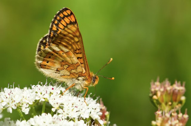 Về tình yêu, người sinh vào tháng 5 Âm lịch là người chung thủy và biết vun vén. Dù cuộc sống có thay đổi, họ vẫn giữ được sự ổn định cảm xúc, giúp mối quan hệ lâu dài ngày càng bền chặt. Ảnh minh họa