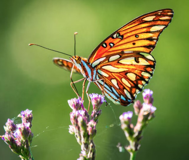 Về chuyện tình cảm, người sinh tháng 12 Âm lịch thường không phải chờ đợi quá lâu để tìm được người phù hợp. Ảnh minh họa