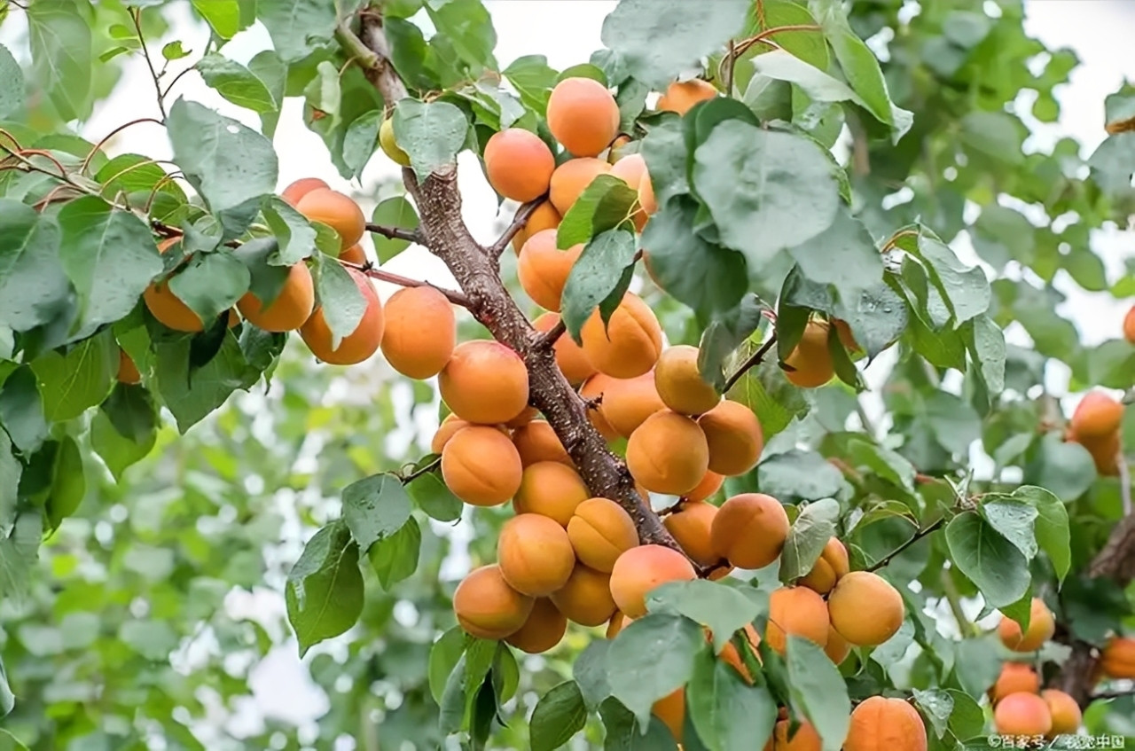  Cây Hạnh cho hoa đẹp, quả ngon nhưng trong quan niệm dân gian thường được cân nhắc khi trồng gần nhà do những liên tưởng về sự xáo trộn trong gia đạo. Ảnh: Baidu