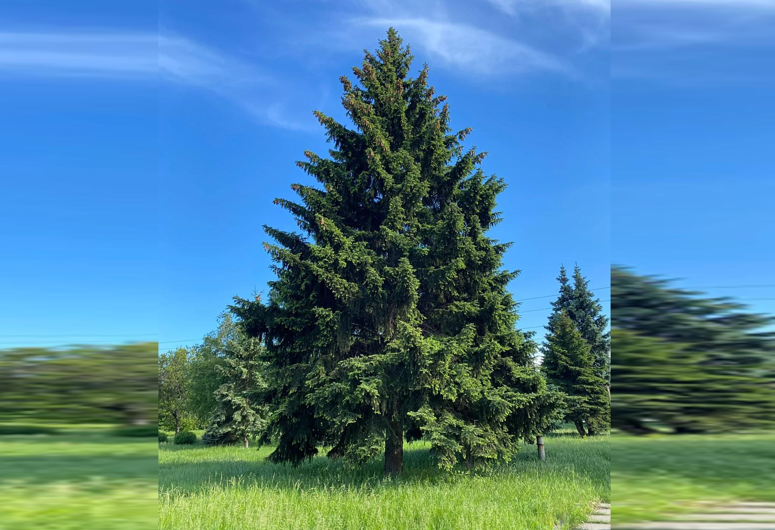 Cây Dâu gắn bó với nông nghiệp truyền thống, song vì yếu tố trùng âm với chữ ‘tang’, nhiều gia đình xưa tránh trồng sát không gian sinh hoạt để cầu sự bình an.