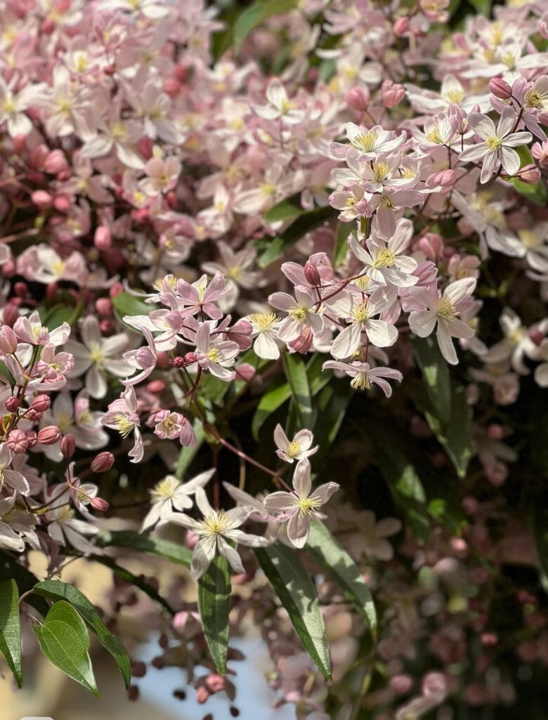 Loài hoa này đẹp hơn trầu bà gấp 100 lần, nở cả nghìn bông một lúc thành bức tường hoa, tỏa hương thơm ngát - 2