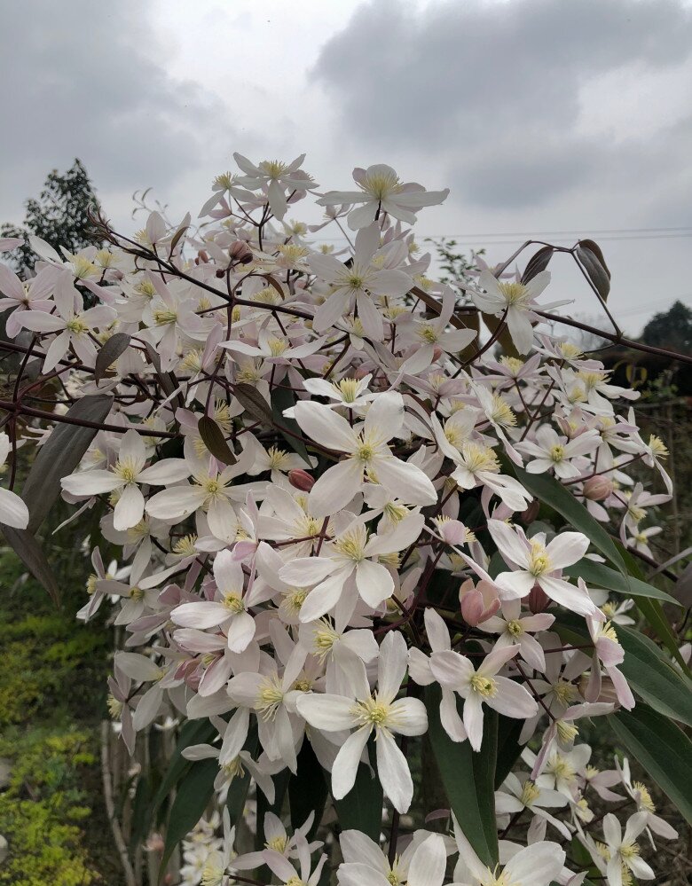 Loài hoa này đẹp hơn trầu bà gấp 100 lần, nở cả nghìn bông một lúc thành bức tường hoa, tỏa hương thơm ngát - 6