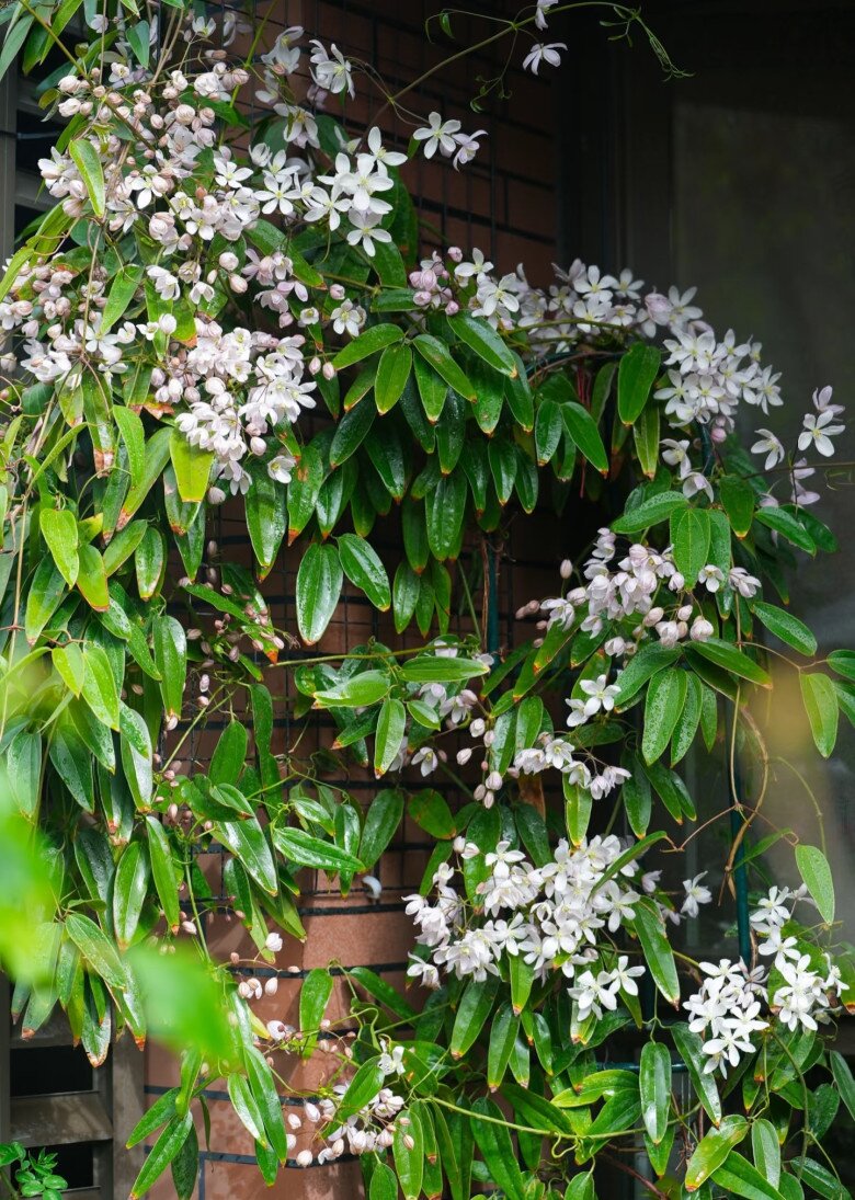 Loài hoa này đẹp hơn trầu bà gấp 100 lần, nở cả nghìn bông một lúc thành bức tường hoa, tỏa hương thơm ngát - 7