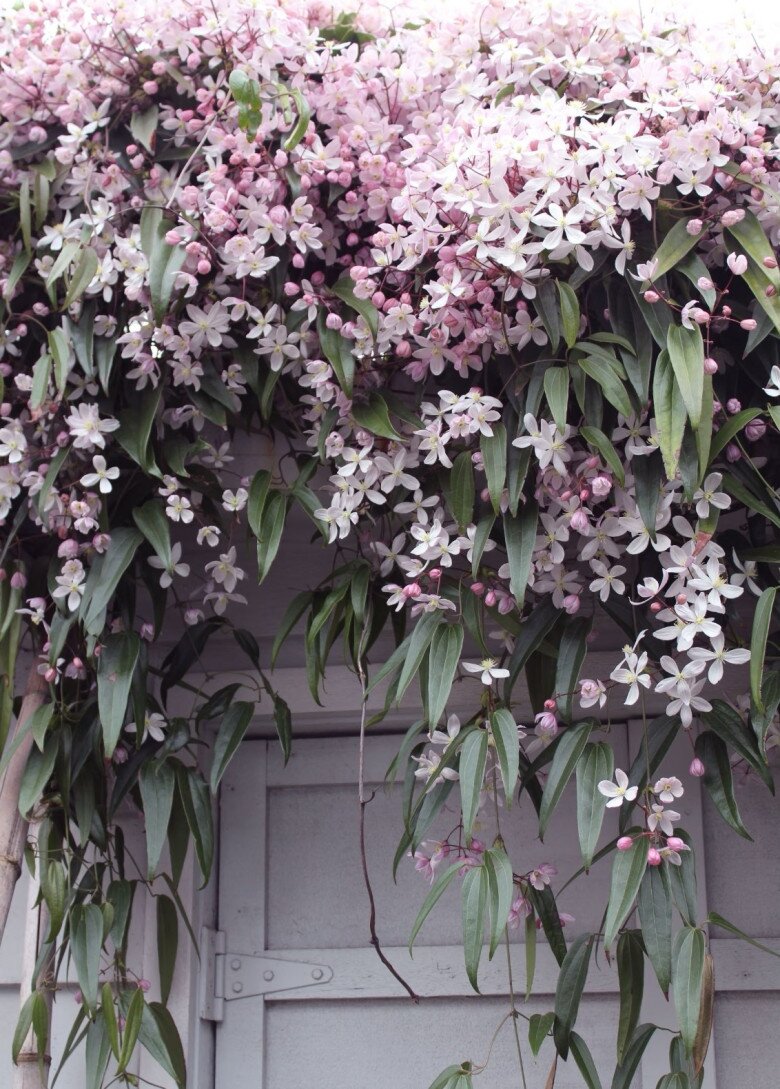 Loài hoa này đẹp hơn trầu bà gấp 100 lần, nở cả nghìn bông một lúc thành bức tường hoa, tỏa hương thơm ngát - 9