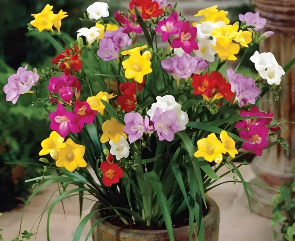 Hoa lan Nam Phi (Freesia) với mùi thơm dịu nhẹ, thường được lựa chọn để tạo cảm giác ấm áp và an yên cho không gian sống hiện đại. Ảnh: Baidu