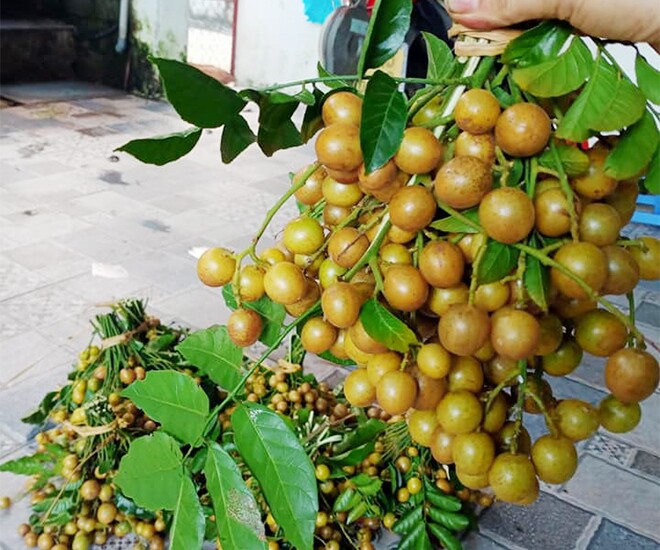 Loại quả xưa rụng đầy sân, nay thành món khoái khẩu ở thành phố được amp;#34;săn lùngamp;#34; giá 210.000 đ/kg, tốt cho sức khoẻ - 1