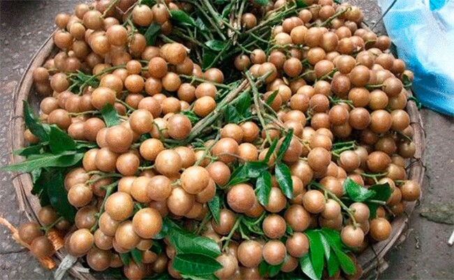 Loại quả xưa rụng đầy sân, nay thành món khoái khẩu ở thành phố được amp;#34;săn lùngamp;#34; giá 210.000 đ/kg, tốt cho sức khoẻ - 3