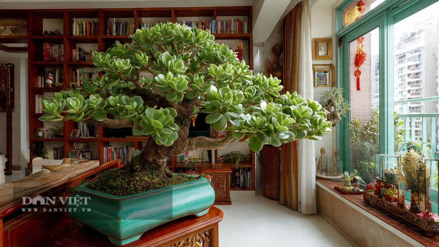 Trong phong thủy, cây cảnh ngọc bích này tượng trưng cho sự may mắn, phú quý và thịnh vượng.