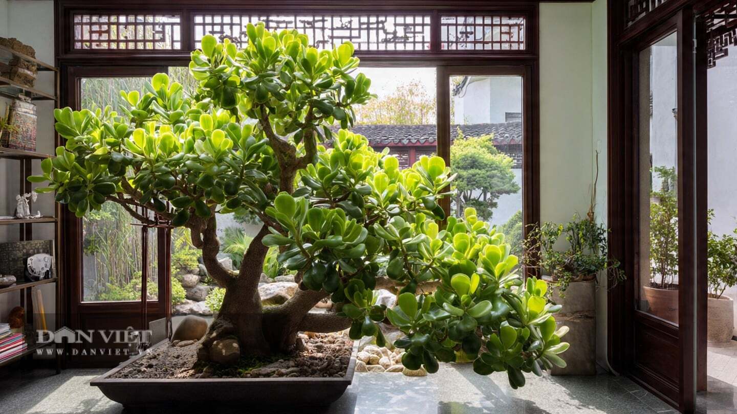 Cây cảnh ngọc bích chỉ cần tưới nước mỗi tháng một lần vào mùa hè!