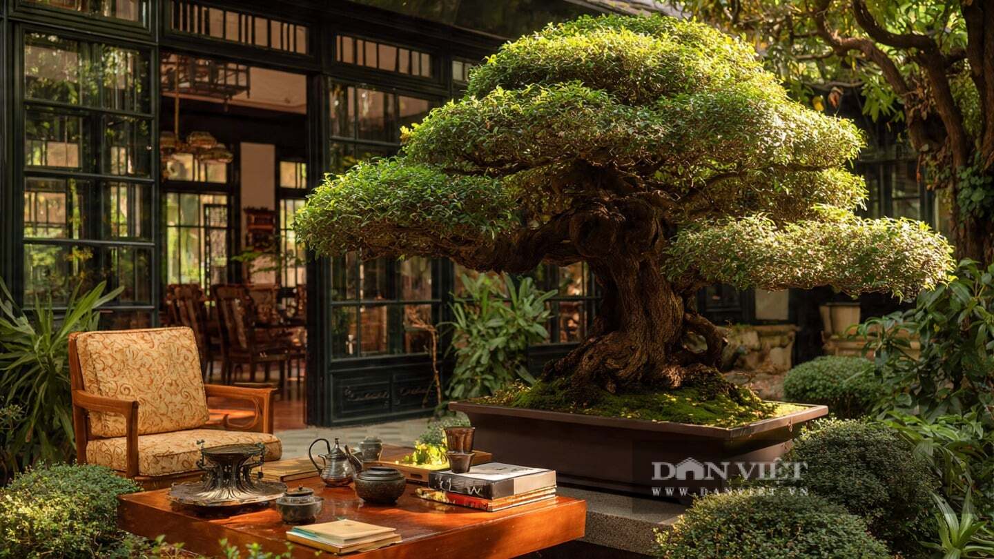 Cây cảnh hoàng dương không được gọi là cây lùn ngàn năm