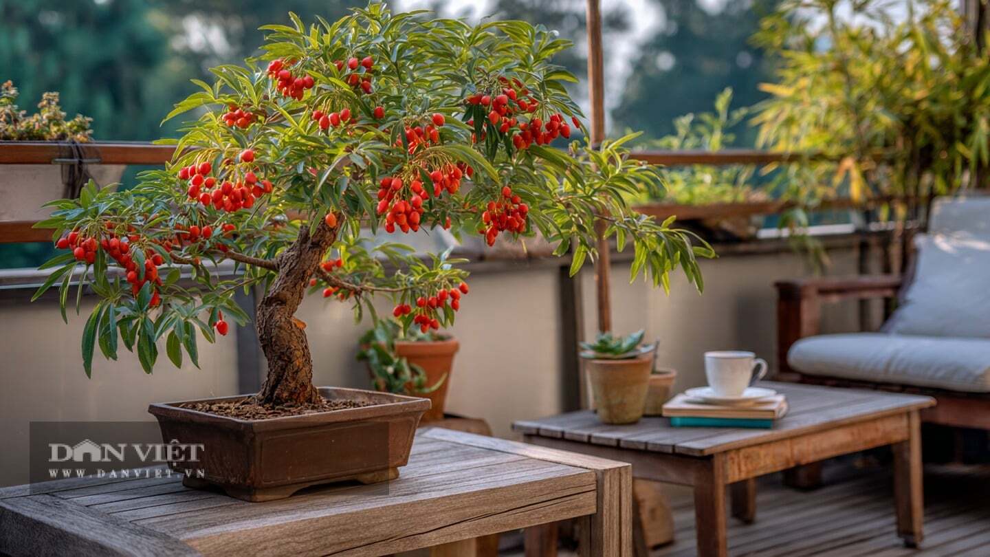 Cây cảnh kỷ tử bonsai có dáng cây đặc biệt đẹp