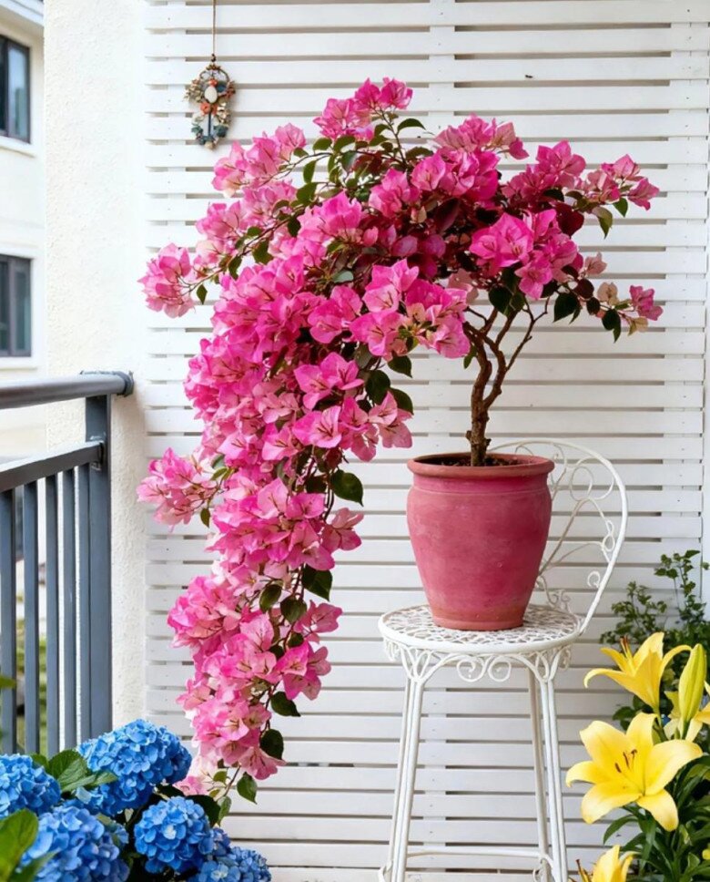 5 loại hoa dành cho người bận rộn, ít tốn công chăm sóc nhưng vẫn nở rực rỡ gần 365 ngày mỗi năm - 2