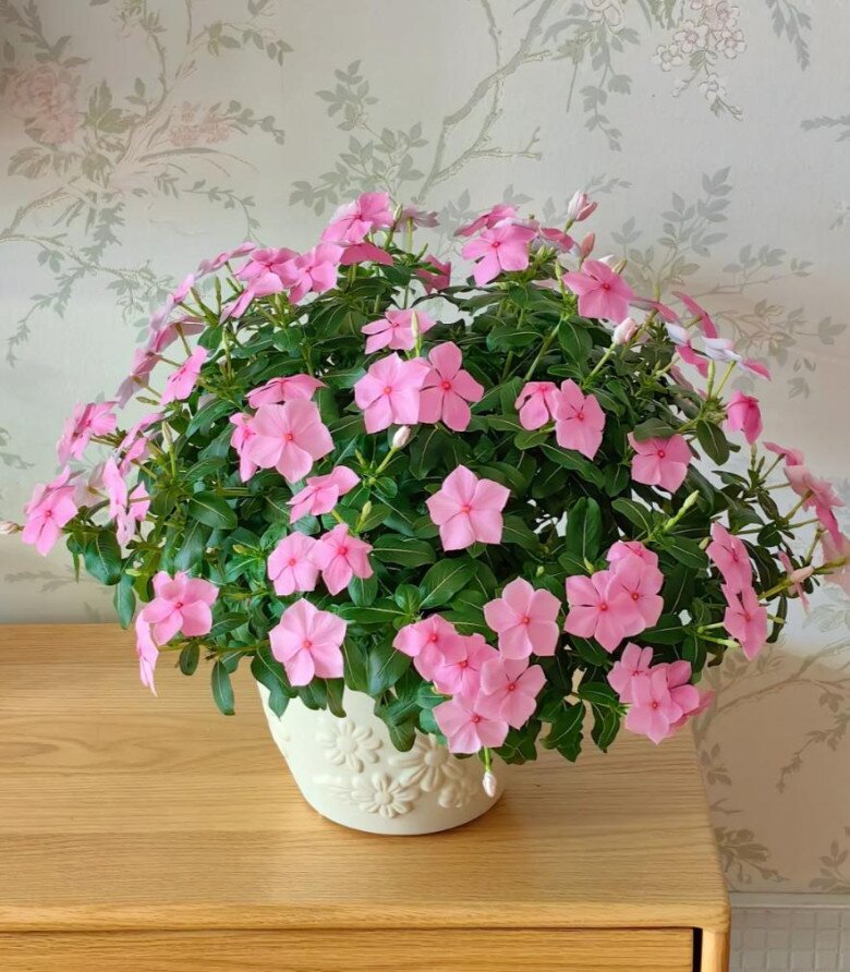 5 loại hoa dành cho người bận rộn, ít tốn công chăm sóc nhưng vẫn nở rực rỡ gần 365 ngày mỗi năm - 4