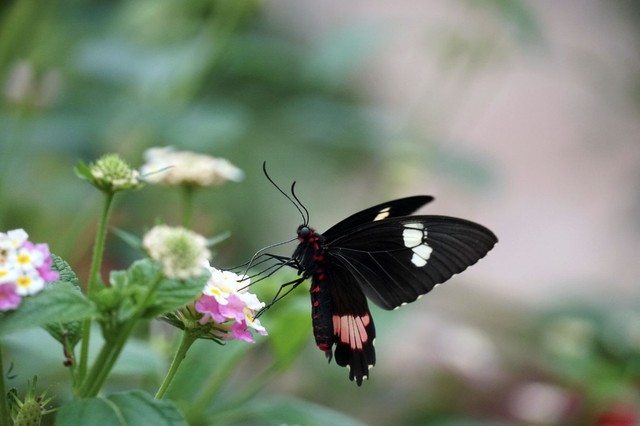 Những người sinh vào giờ Tỵ Âm lịch thường được nhận xét là nhanh nhạy, quyết đoán và có tinh thần tiên phong - Ảnh minh họa.