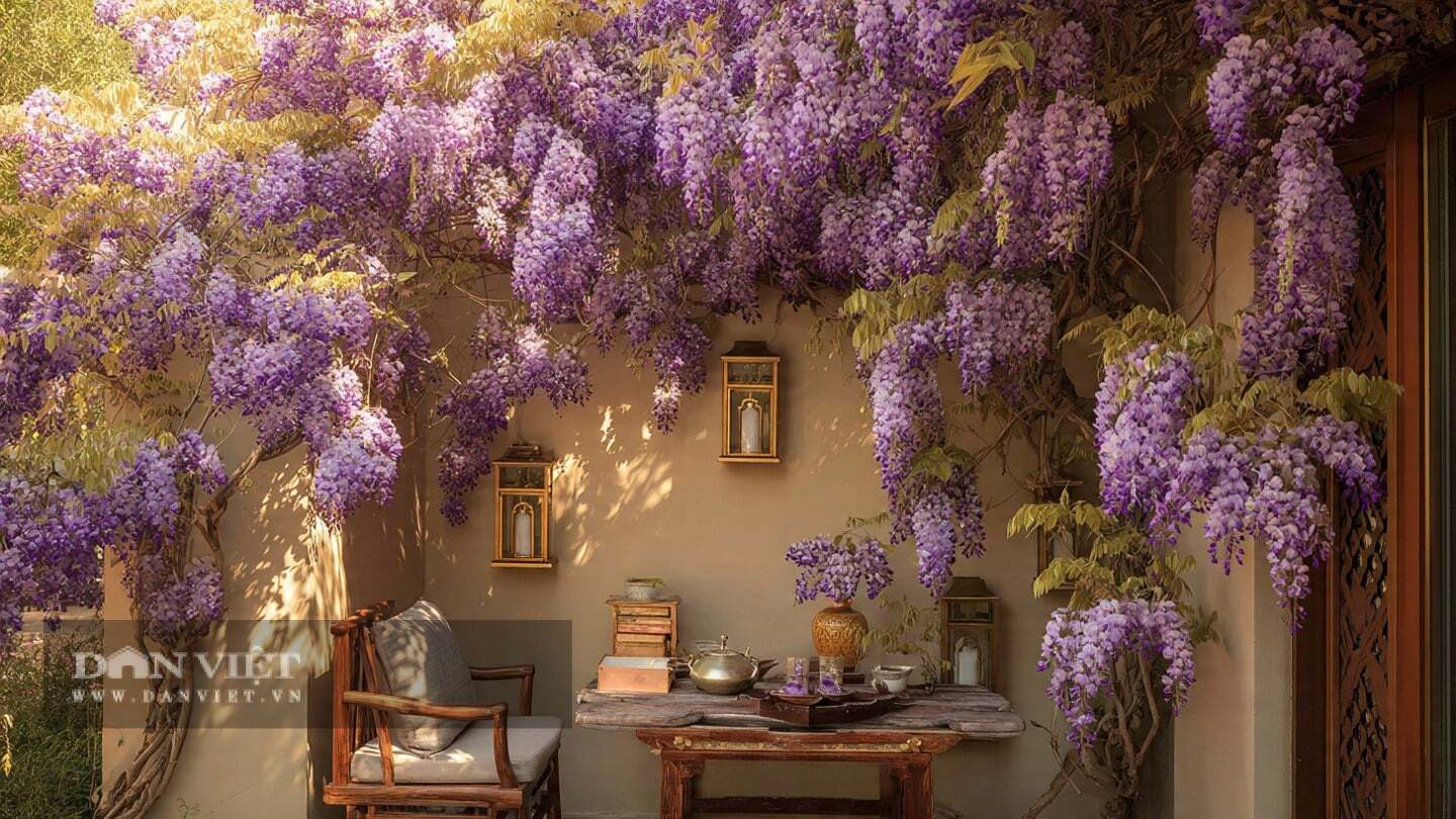 Cây cảnh không mọc chồi phụ