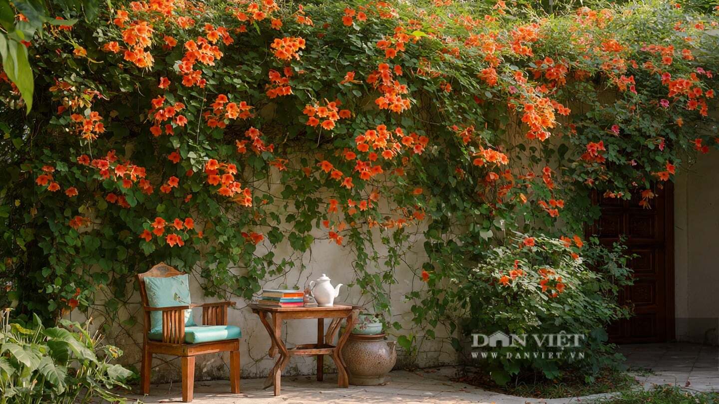 Cây cảnh cùng tuyệt đẹp trên nền những bức tường đỏ