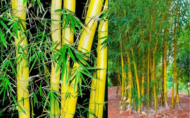 Theo quan niệm dân gian, trồng tre hoặc trúc quanh nhà sẽ giúp thu hút may mắn và những điều hanh thông.