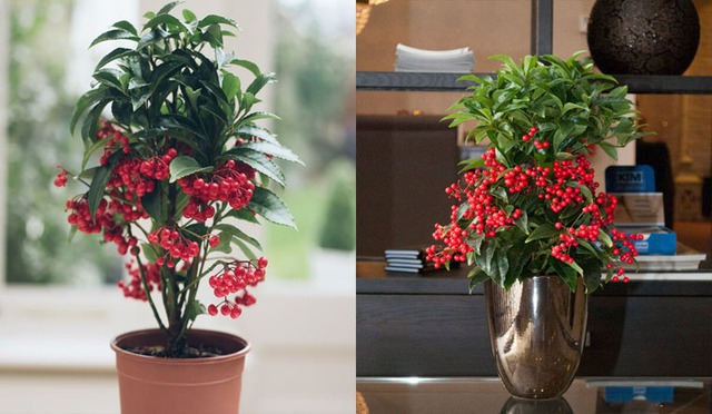 Kim ngân lượng là loại cây phong thủy quen thuộc, thường được trưng bày với mong muốn thu hút may mắn và tài lộc.