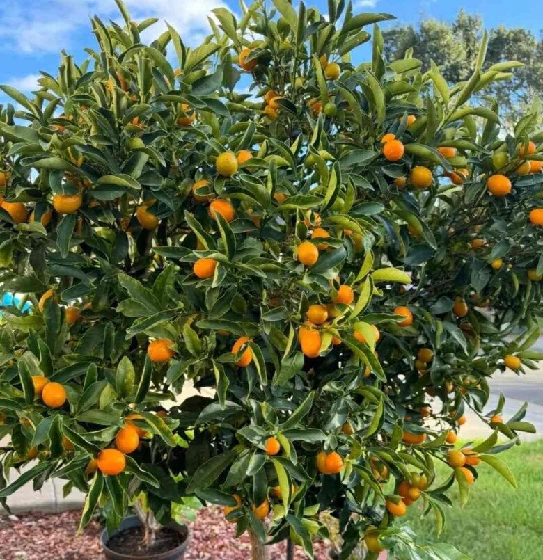 5 loại hoa mà người giàu thường “lén trồng”, bảo sao càng trồng càng giàu, nhà bạn có trồng không? - 2