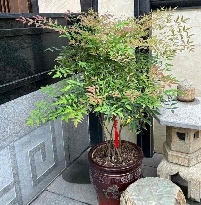 5 loại hoa mà người giàu thường “lén trồng”, bảo sao càng trồng càng giàu, nhà bạn có trồng không? - 3