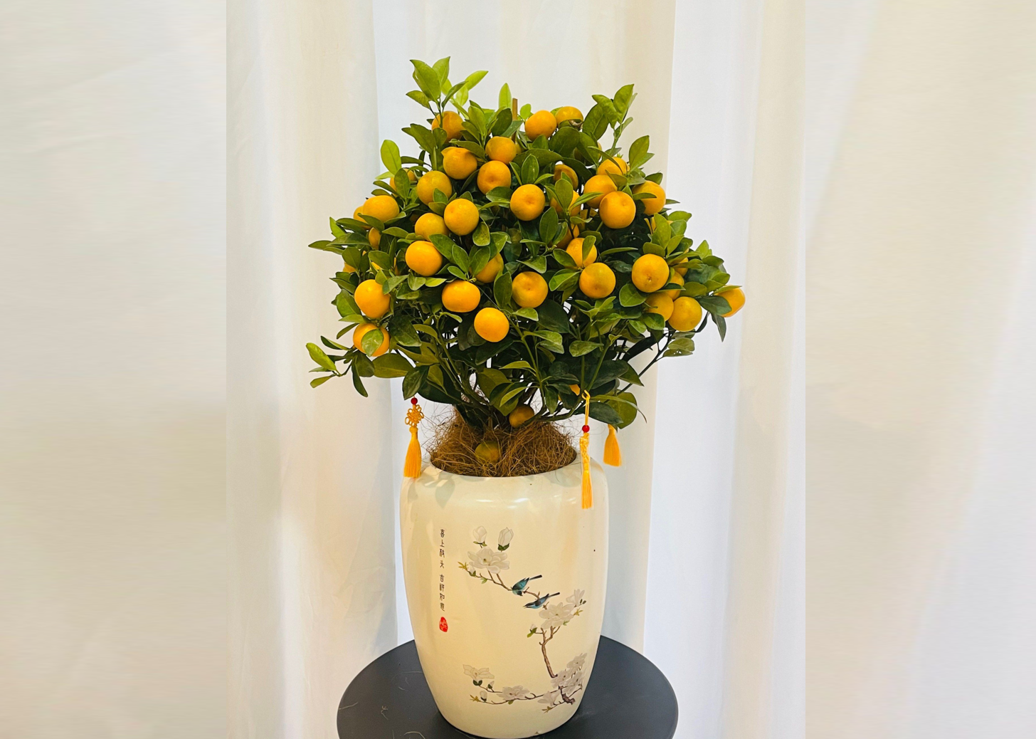 Chậu kim quất sai trĩu quả vàng được nhiều gia đình bày dịp Thần Tài với kỳ vọng ‘kim ngọc đầy nhà’. Ảnh: Baidu