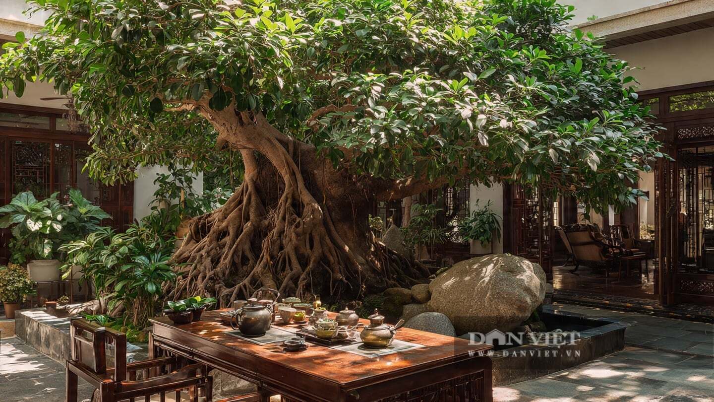 Một cây si cổ thụ có thể trông giống như một khu rừng nhỏ