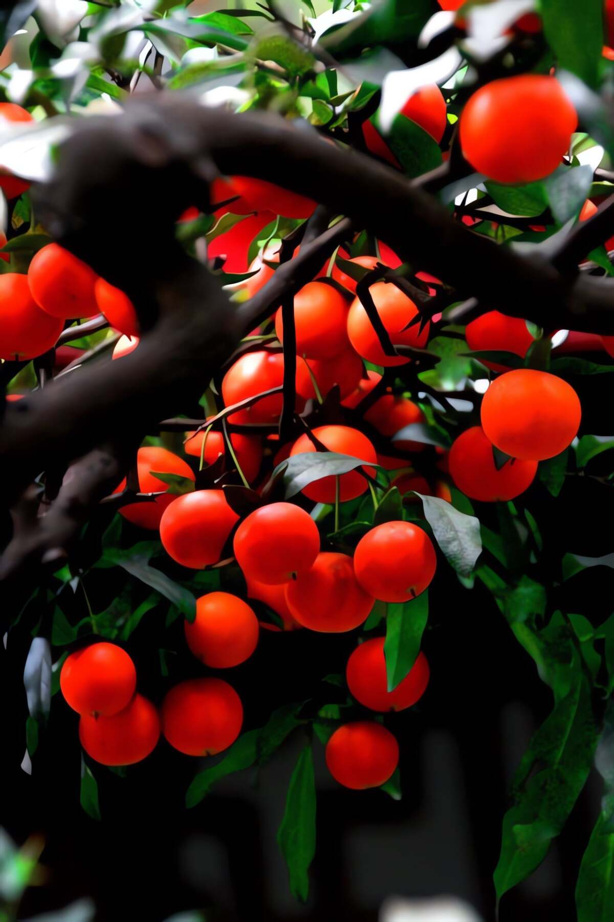 Không nói ngoa khi gọi cây cảnh này trái cây hạnh phúc