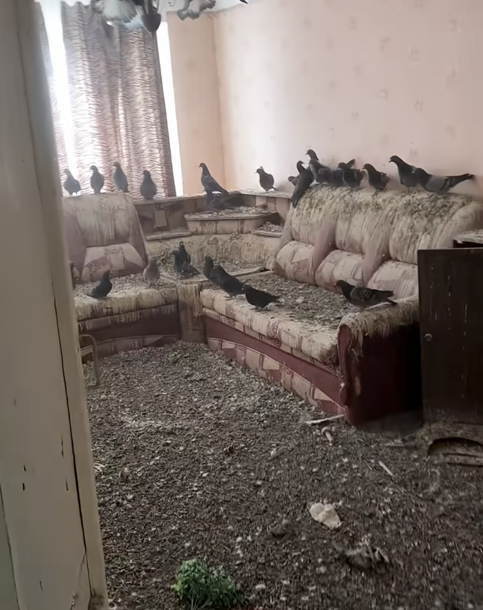 Phòng khách của căn hộ tại thị trấn khai thác mỏ Vorkuta (Nga) phủ đầy lông và phân của đàn chim bồ câu, ngày 3/3. Ảnh: @F7S6R