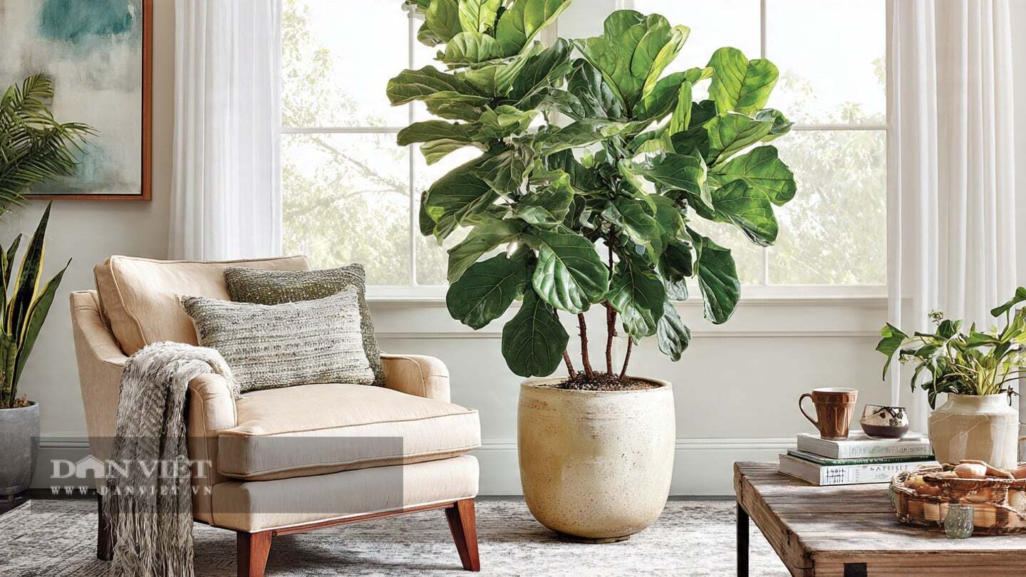 Người xưa cho rằng, cây cảnh này tượng trưng cho sự hòa thuận gia đình