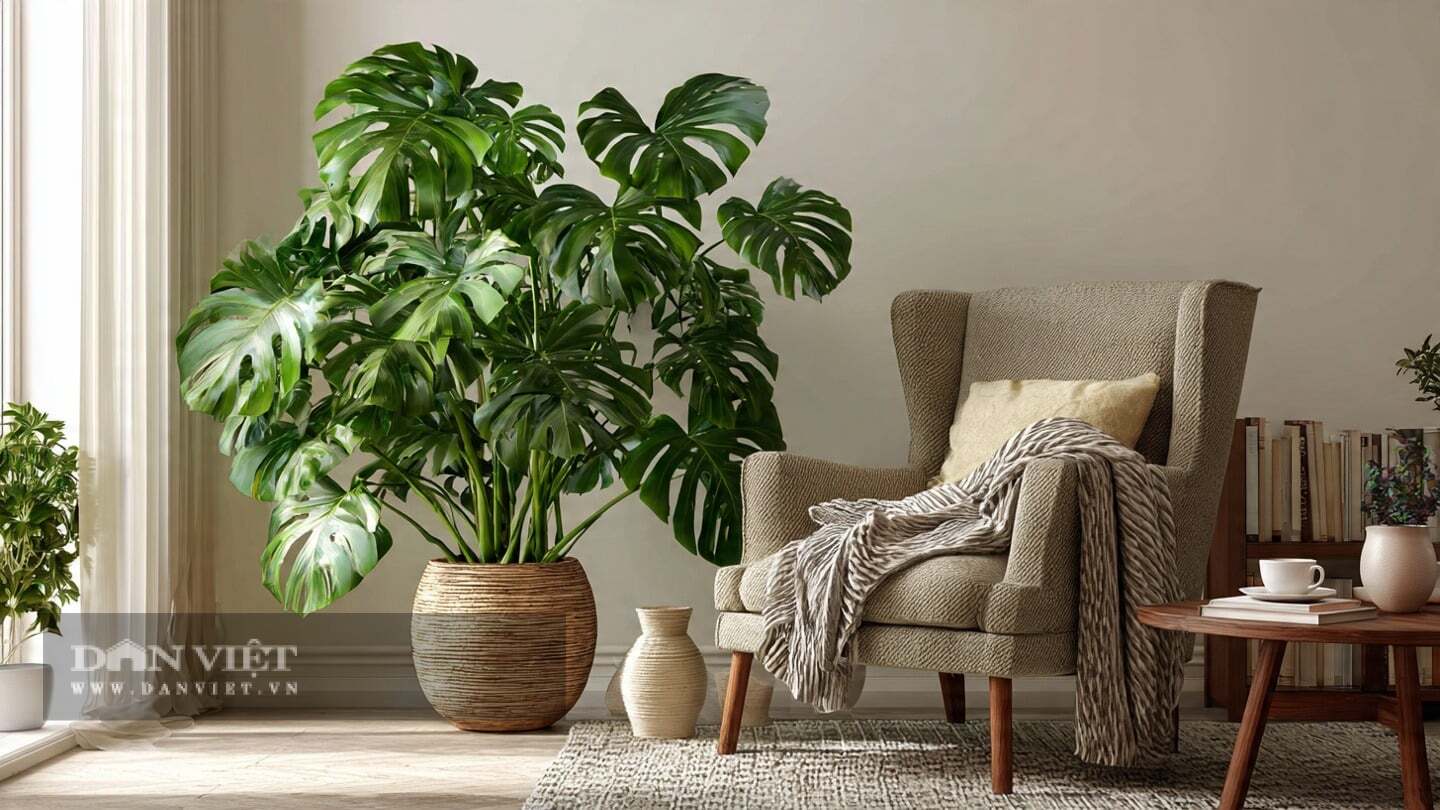 Theo người xưa, ý nghĩa phong thủy của cây cảnh trầu bà lá xẻ cũng rất tốt, tượng trưng cho sức khỏe và sự trường thọ