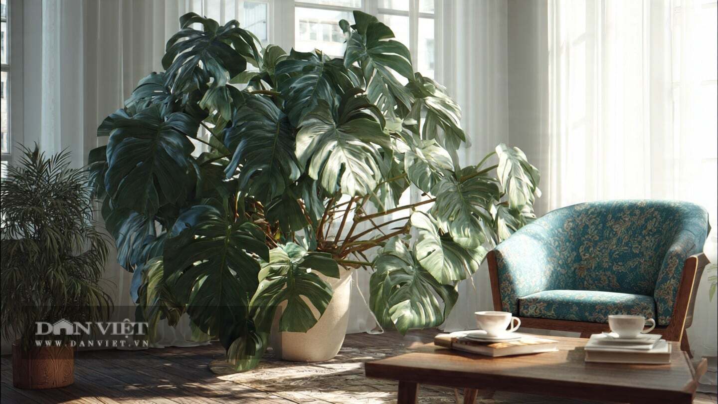 Theo người xưa, cây cảnh này được gắn với ý nghĩa bình an, may mắn