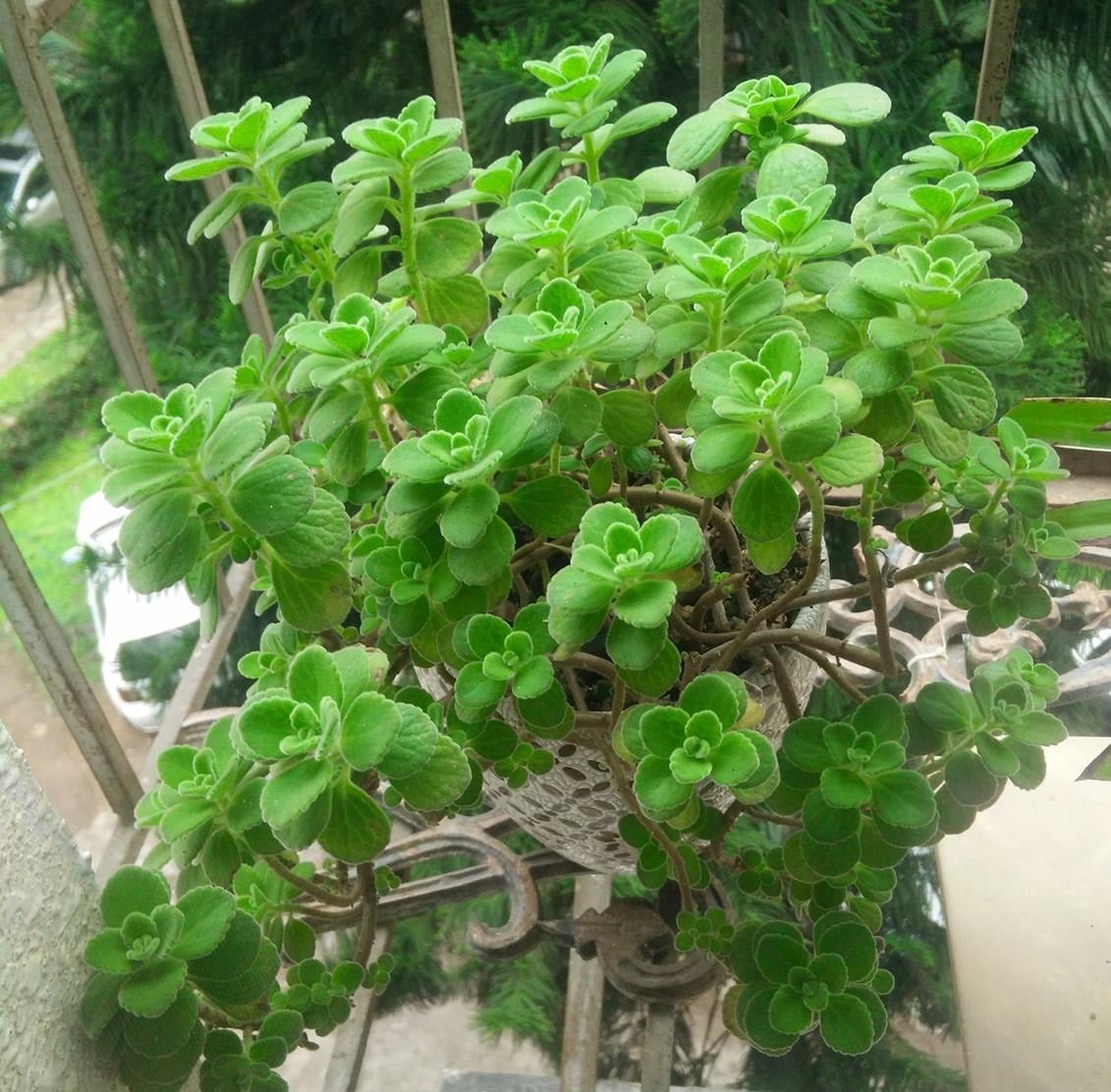 Cây cảnh này tượng trưng cho may mắn, giàu có và thanh lọc không khí.