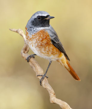 Trong cuộc sống, người sinh ngày 23 Âm lịch thường là những người có đầu óc kinh doanh và khả năng tiếp nhận thông tin nhanh. Ảnh minh họa