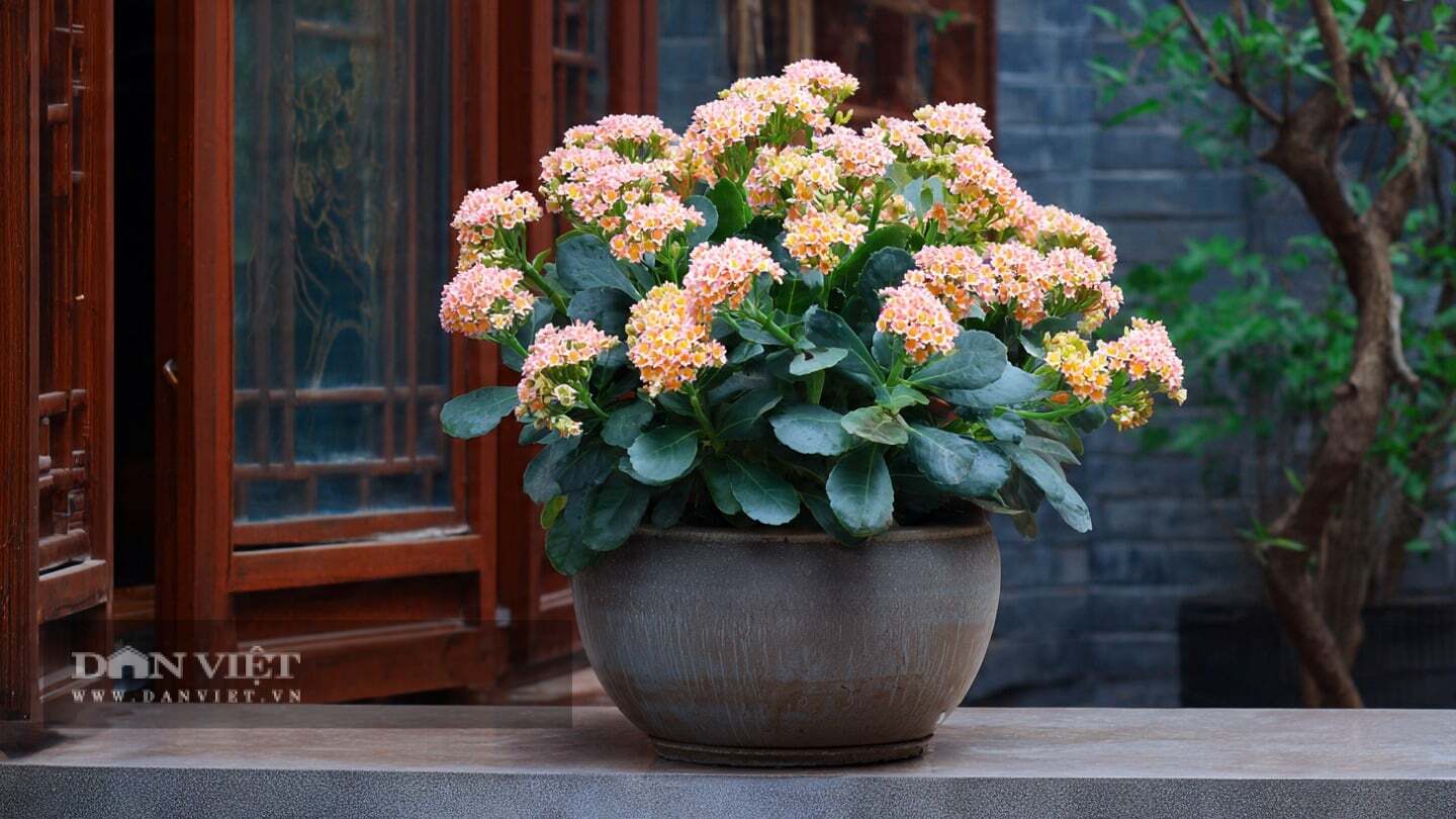 Cây cảnh có ý nghĩa tốt lành