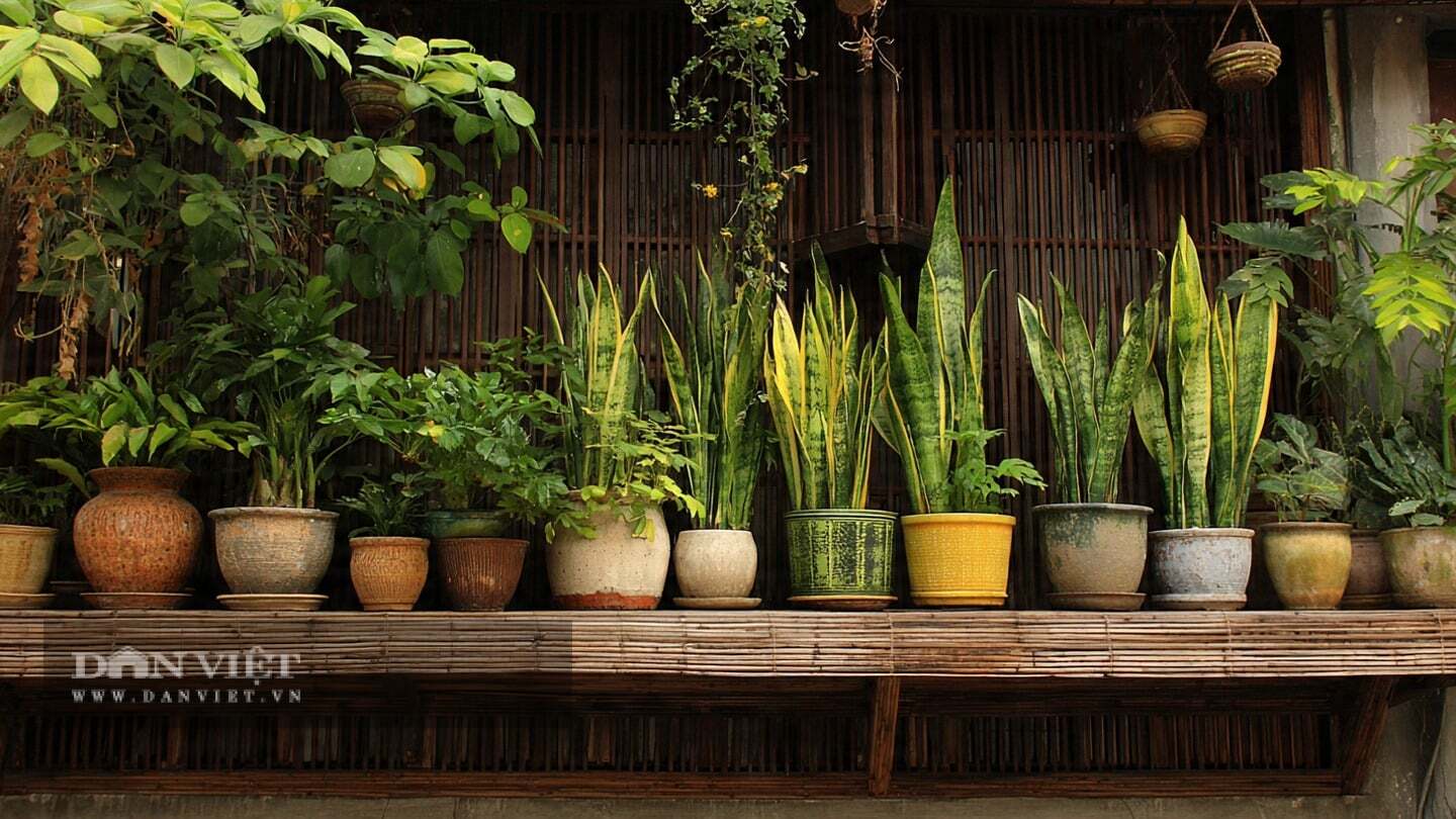 Cây cảnh bất diệt