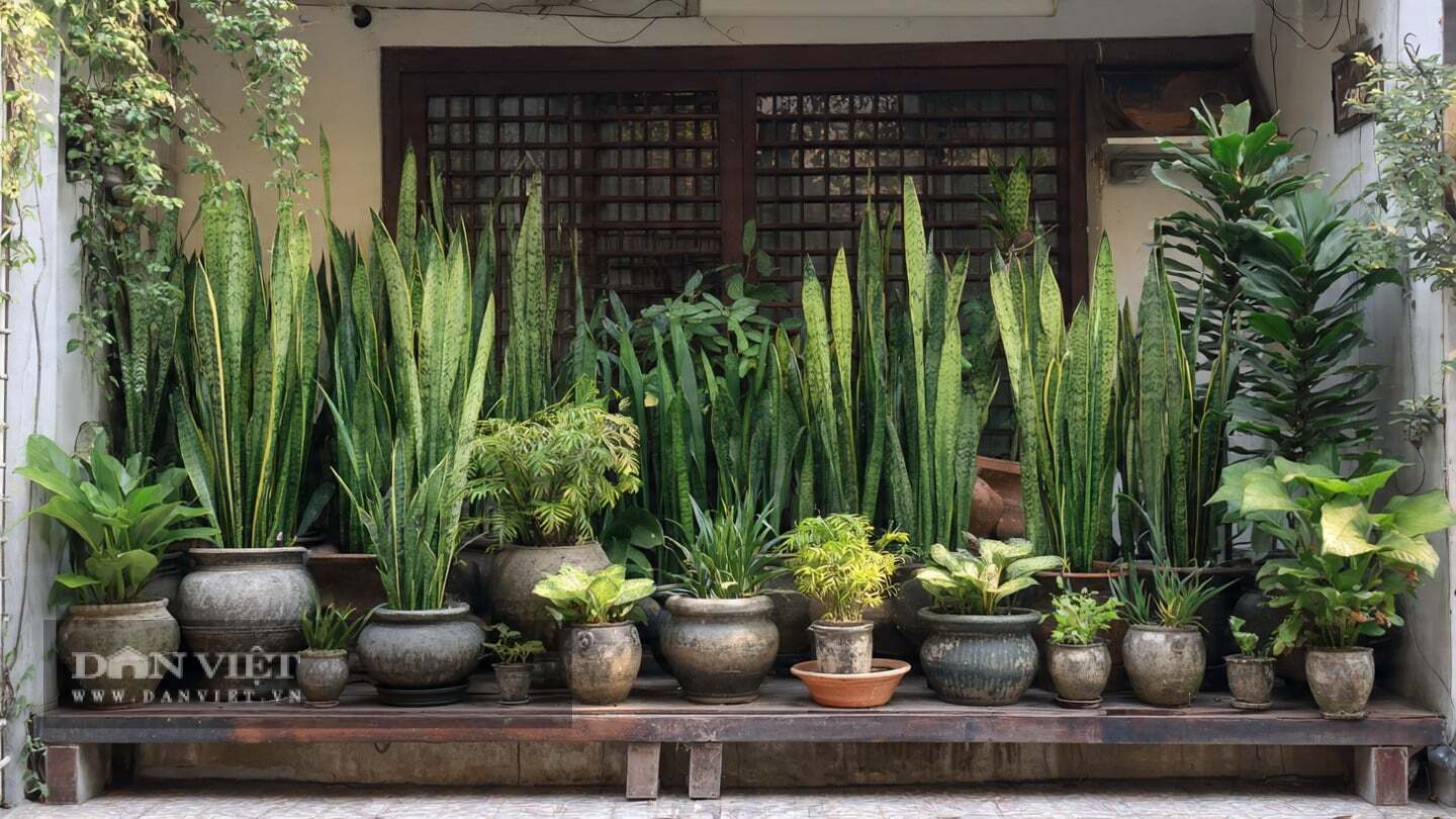 Cây cảnh dễ trồng