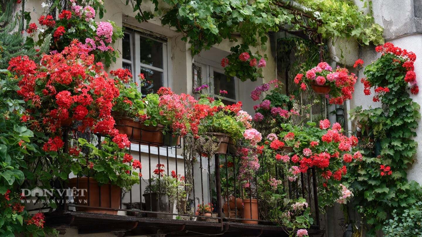 Cây cảnh này nở hoa nhiều