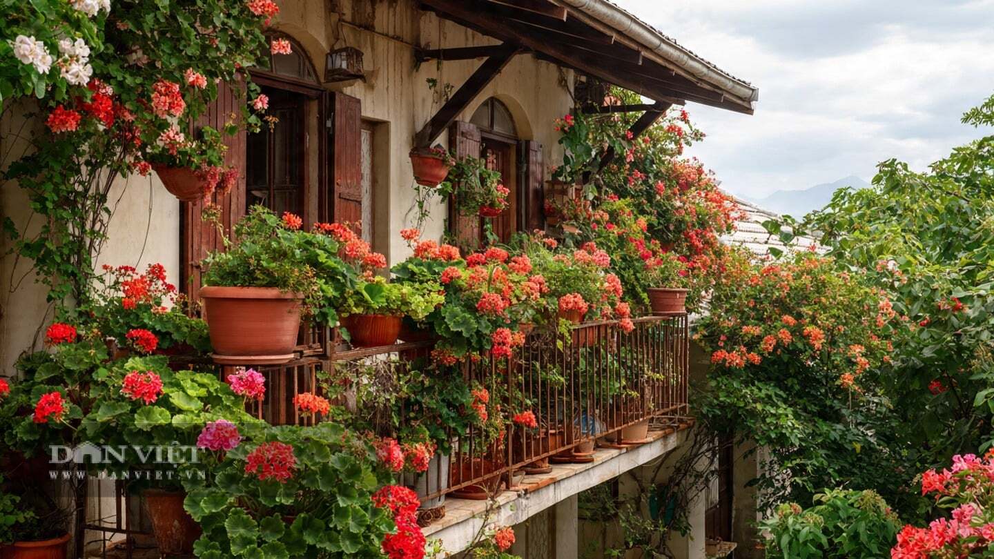 Cây cảnh phong lữ ra rễ rất nhanh.