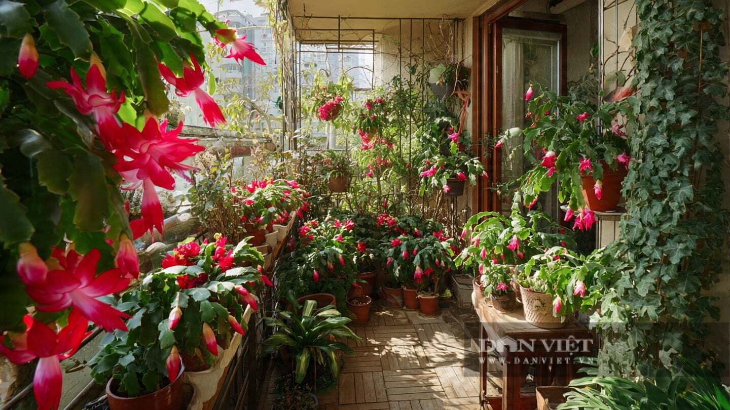 Cây cảnh này còn được gọi là xương rồng giáng sinh