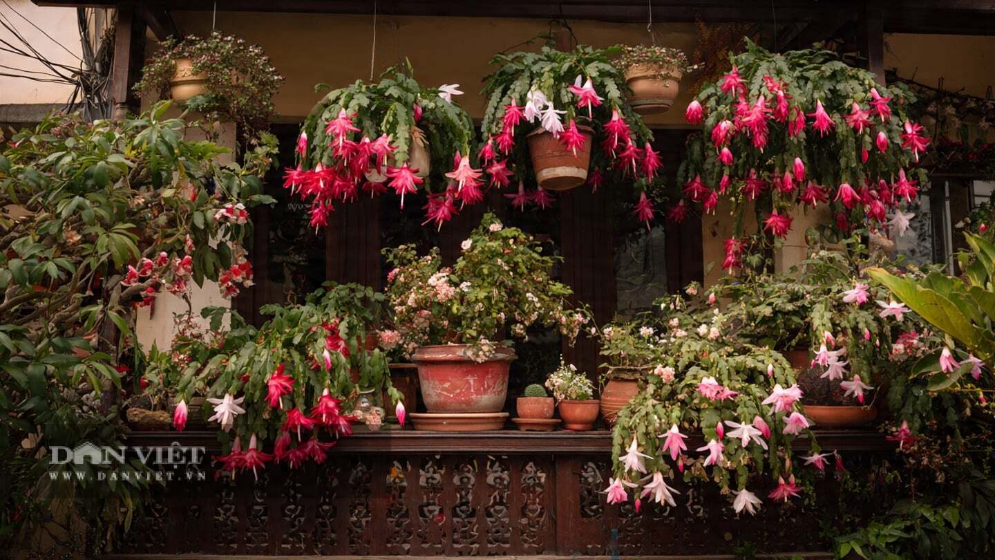 Cây cảnh dễ nhân giống