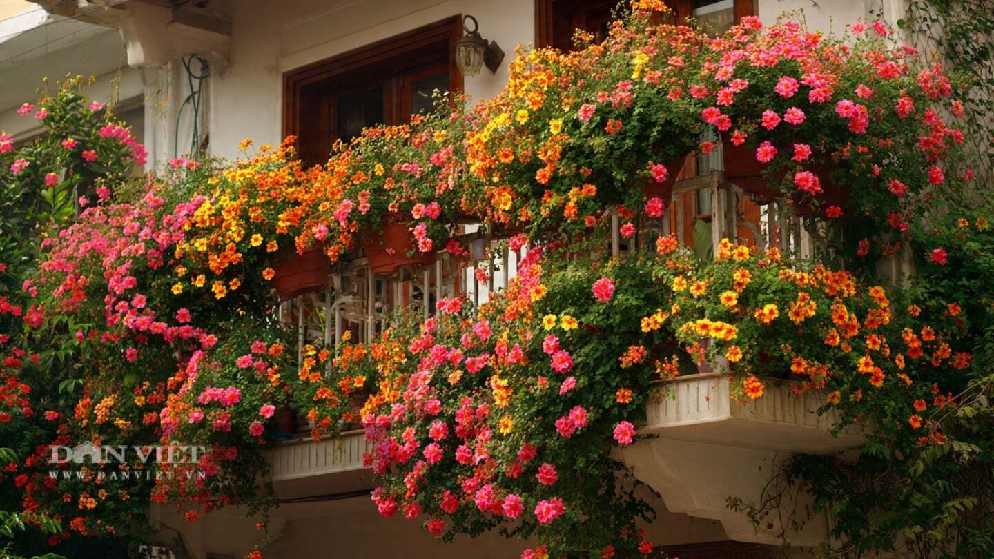 Vào mùa hè, hoa mười giờ trở thành điểm nhấn của ban công.